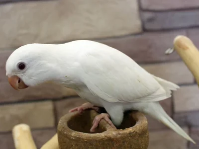 Albino Monk | Nearby Pets India