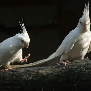 Healthy Cockatiel | Albino named Albino Cockatiel available in Gurgaon