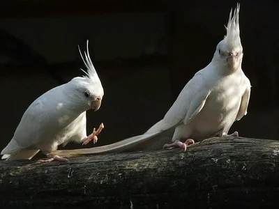 Albino Cockatiel