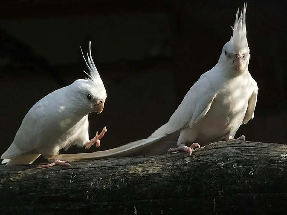 Photo of Albino Cockatiel, a healthy Cockatiel | Albino available in Gurgaon