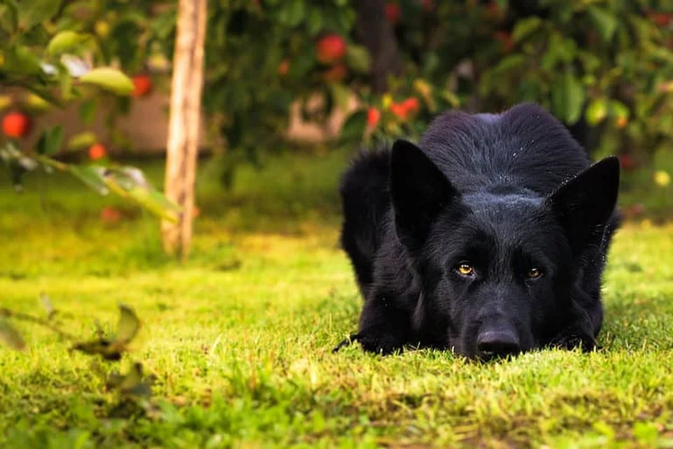 Photo of German Shepherd | Pure Black, a healthy German Shepherd Puppy | Z Black available in Gurgaon