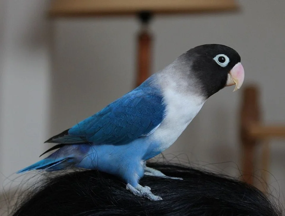 Photo of African Love Birds | Violet Mask, a healthy African Love Birds available in Gurgaon