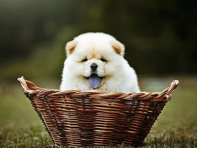 Chow Chow Puppy | Cream Color