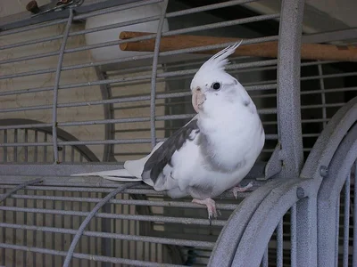 Cockatiel White Face