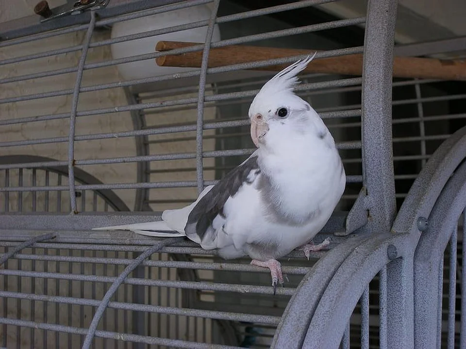 Photo of Cockatiel White Face, a healthy Cockatiel | White Face available in Gurgaon