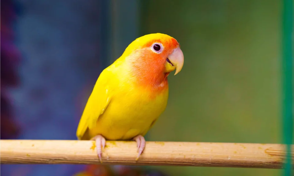 Photo of African Love Birds Yellow & Orange, a healthy African Love Birds | Yellow & Orange available in Gurgaon