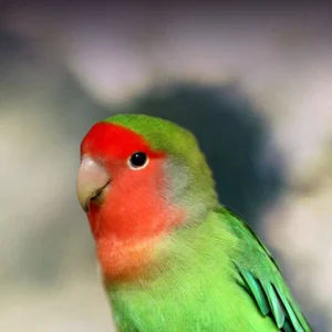 Healthy African Love Birds | Peach Face named African Love Birds Peach Face available in Gurgaon