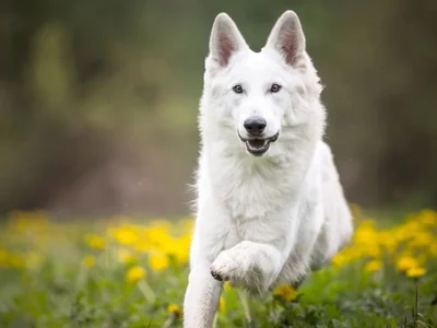 German Shepherd | Pure White