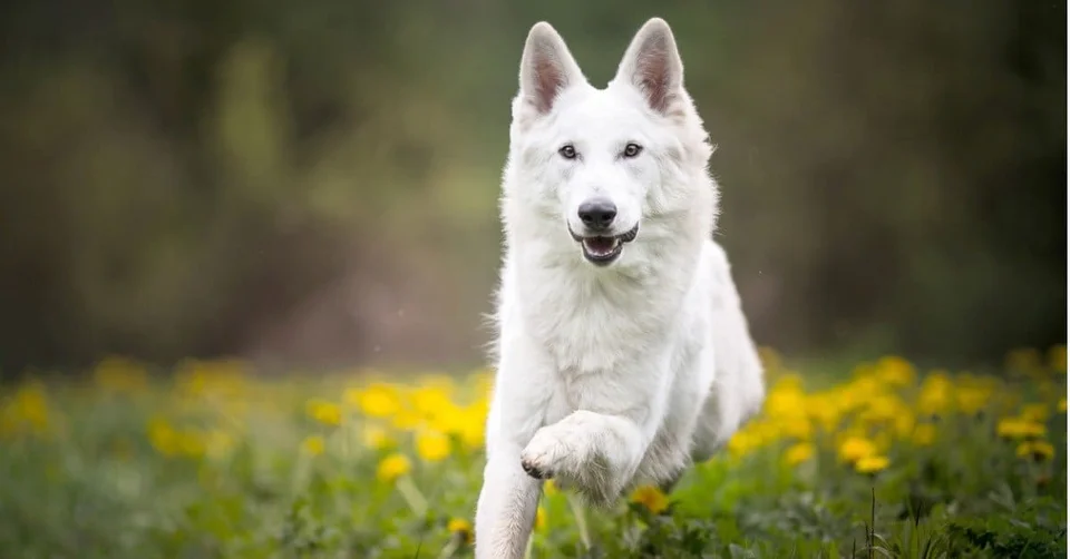 Photo of German Shepherd | Pure White, a healthy German Shepherd Puppy | Pure White available in Gurgaon
