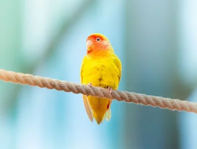 African Love Birds | Lutino