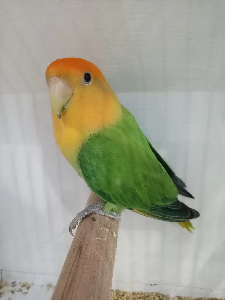 Photo of African Love Birds | Opaline, a healthy African Love Birds | Opaline available in Mohali