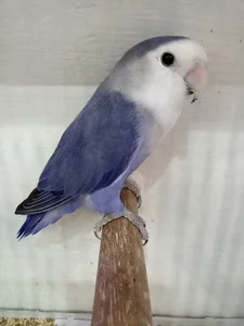 Healthy African Love Birds | Violet named African Love Birds | Violet available in Mohali