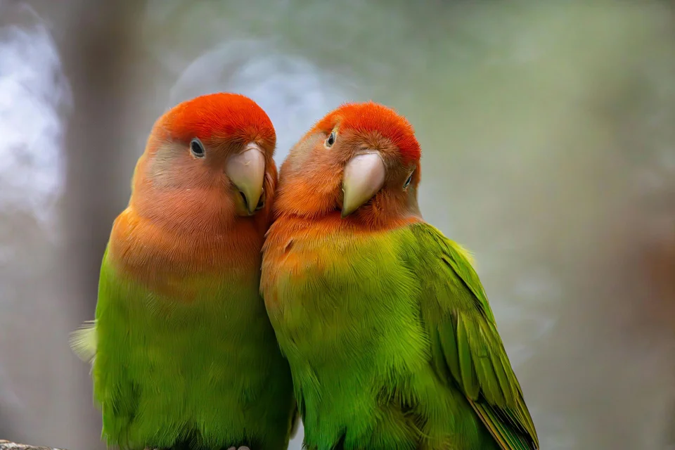 Photo of African Love Birds, a healthy African Love Birds available in Mohali