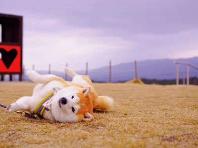 Akita Inu Puppy