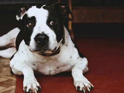 American Bully Standard Size Puppy