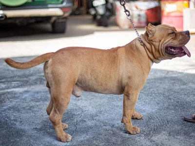 American Bully XL Size Puppy