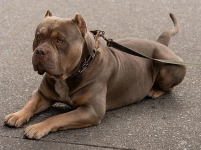 American Bully XXL Size Puppy
