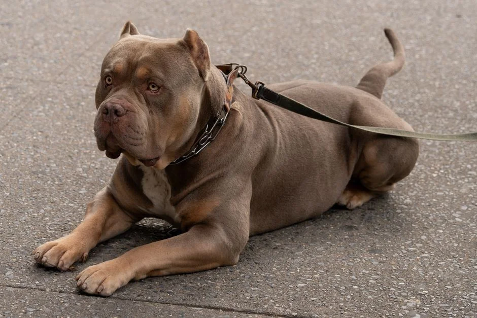 Photo of American Bully XXL Size Puppy, a healthy American Bully XXL Size Puppy available in Mohali