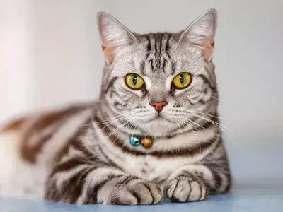 American Short Hair Kitten