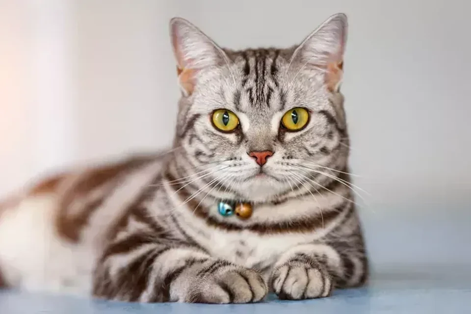 Photo of American Short Hair Kitten, a healthy American Short Hair Kitten available in Mohali