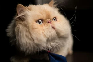 Healthy Persian Kitten (Punch Face) named Persian Kitten (Punch Face) available in Kharar