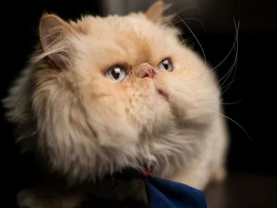 Persian Kitten (Punch Face)