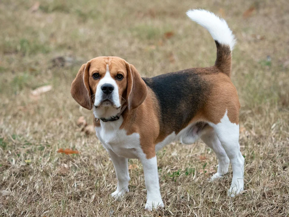 Photo of Beagle Black & Tan Puppy, a healthy Beagle Black & Tan Puppy available in Mohali