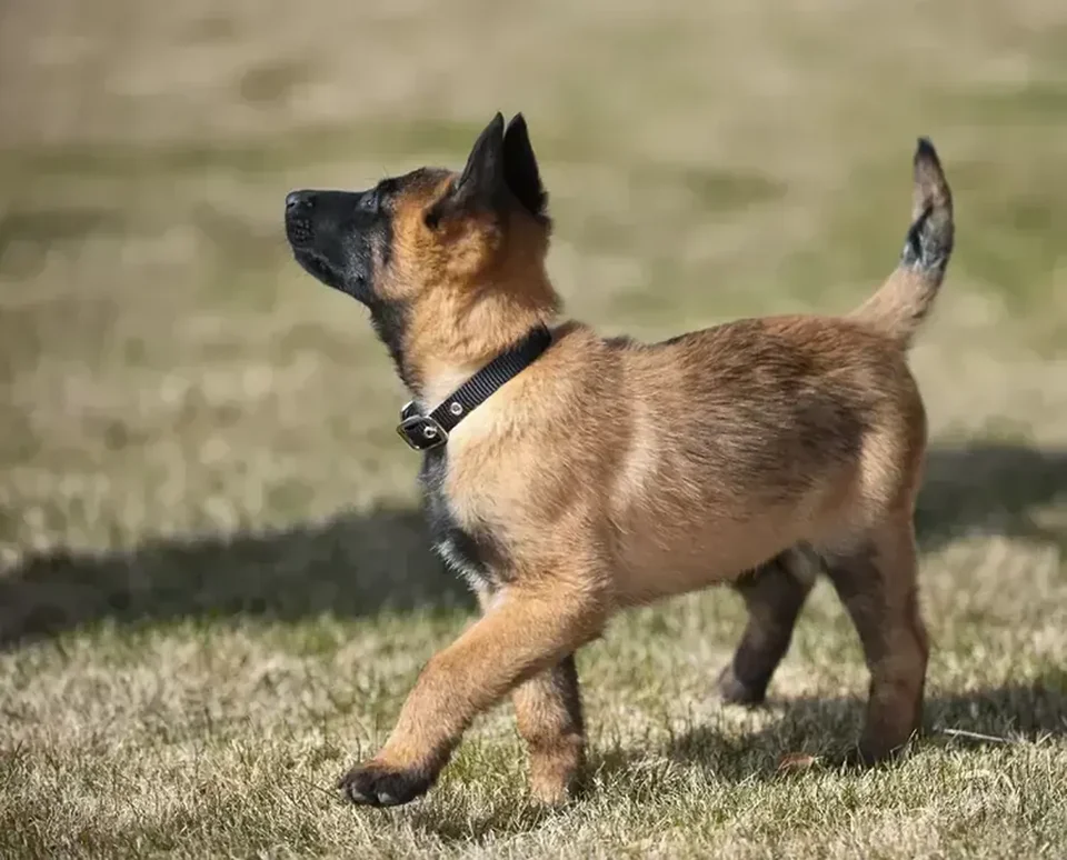 Photo of Belgian Malinois Puppy, a healthy Belgian Malinois Puppy available in Mohali