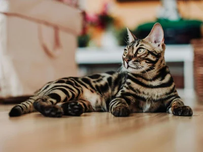 Bengal Kitten