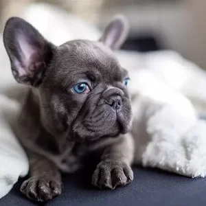 Healthy French Bulldog Puppy | Blue named French Bulldog Puppy | Blue available in Gurgaon