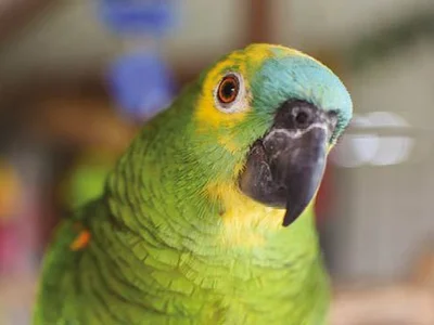 Blue Fronted Amazon