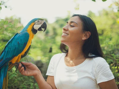 Blue & Gold Macaw