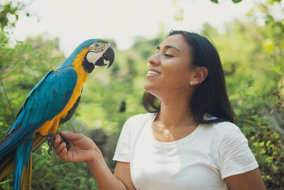 Photo of Blue & Gold Macaw, a healthy Blue & Gold Macaw available in Mohali