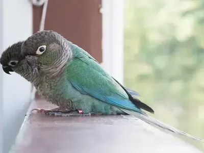 Blue Sided | Turquoise Conure