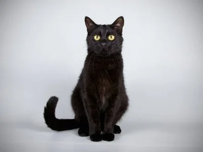 Bombay Kitten