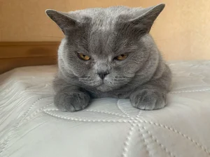 Healthy British Short Hair Kitten named British Short Hair Kitten available in Mohali