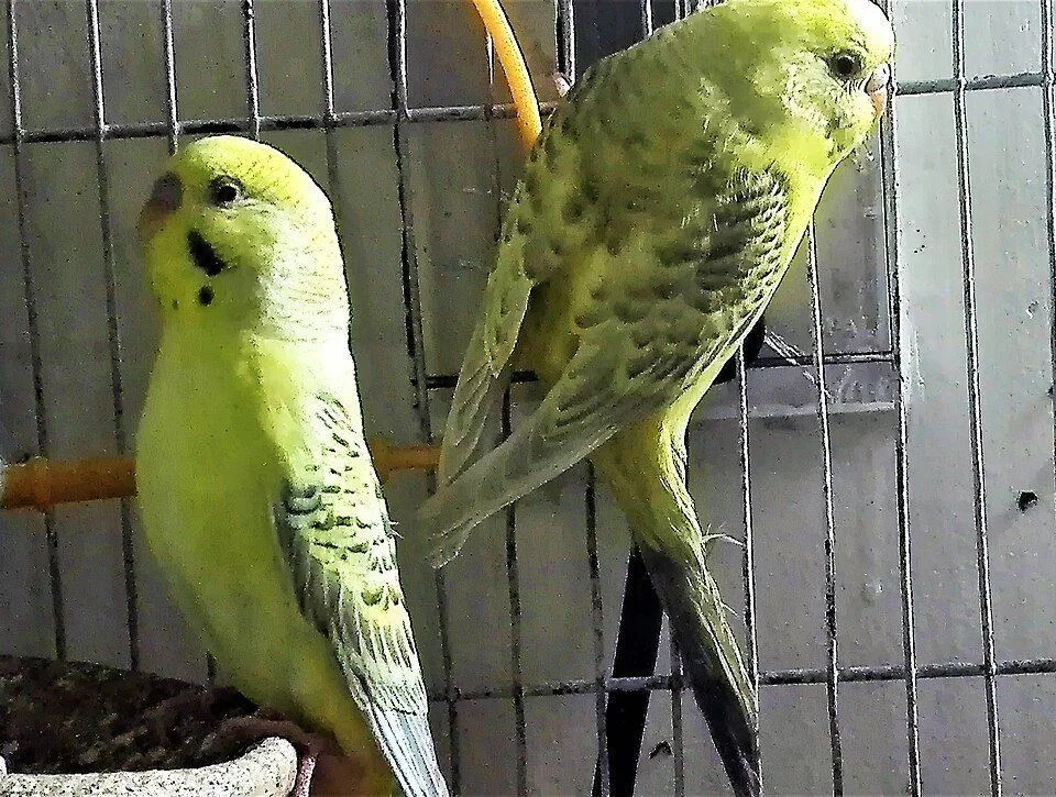 Photo of Budgies | Fallow, a healthy Budgies | Fallow available in Bhopal