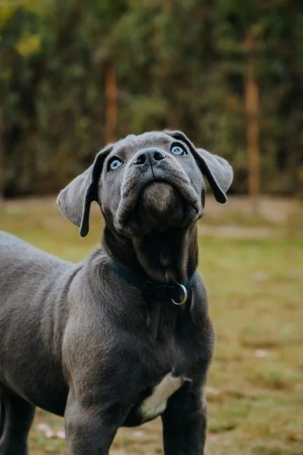 Photo of Cane Corso Puppy | Blue, a healthy Cane Corso Puppy | Blue available in Mohali