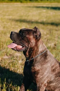 Healthy Cane Corso Puppy | Brindle named Cane Corso Puppy | Brindle available in Mohali