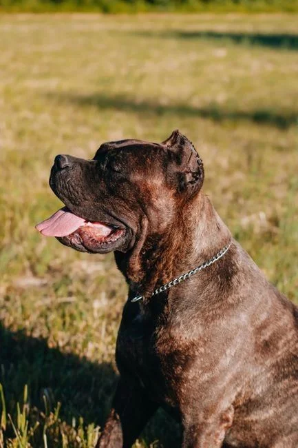 Photo of Cane Corso Puppy | Brindle, a healthy Cane Corso Puppy | Brindle available in Mohali