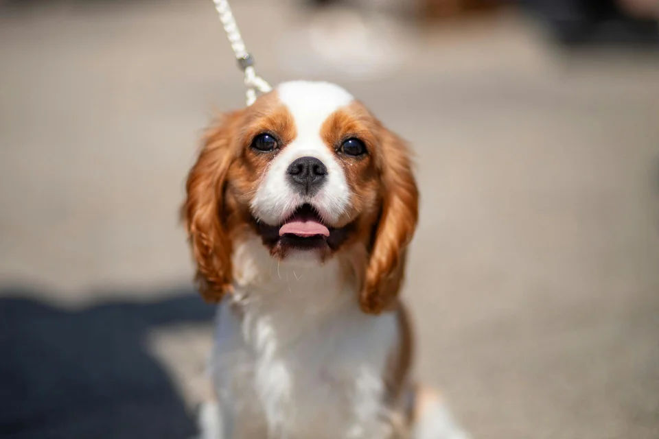 Photo of Cavalier King Charles Spaniel Puppy, a healthy Cavalier King Charles Spaniel Puppy available in Mohali