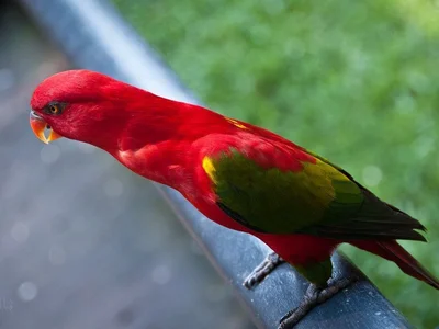 Chattering Lorikeet