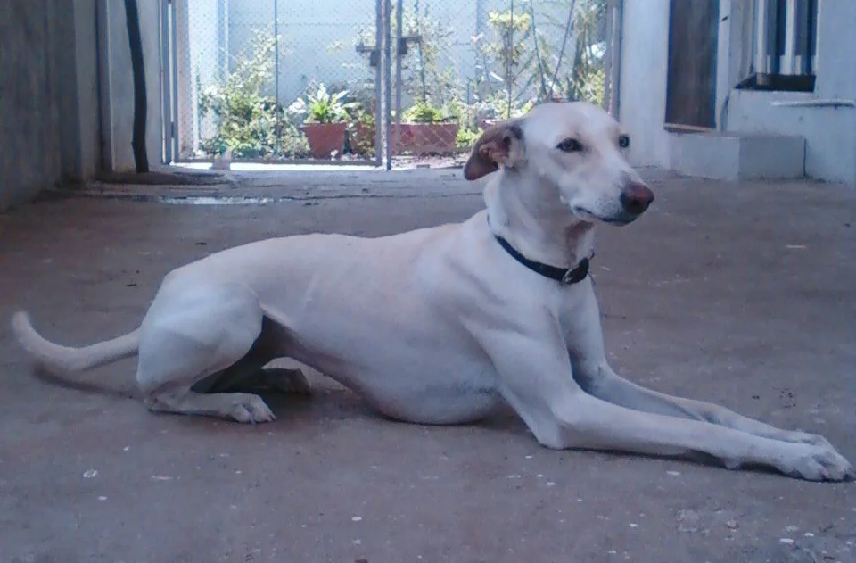 Photo of Chippiparai Puppy, a healthy Chippiparai Puppy available in Mohali
