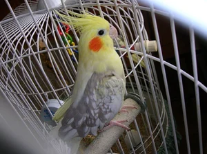 Healthy Cockatiel | Pied named Cockatiel | Pied available in Mohali