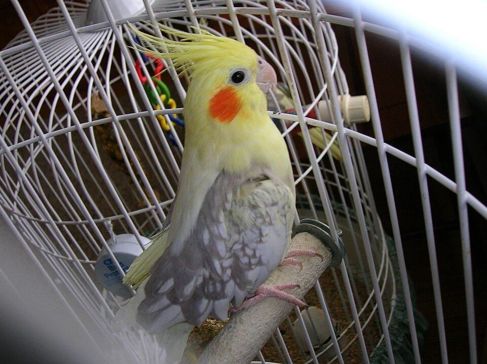Photo of Cockatiel | Pied, a healthy Cockatiel | Pied available in Mohali