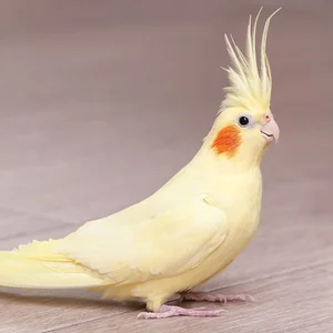 Healthy Cockatiel named Cockatiel available in Mohali
