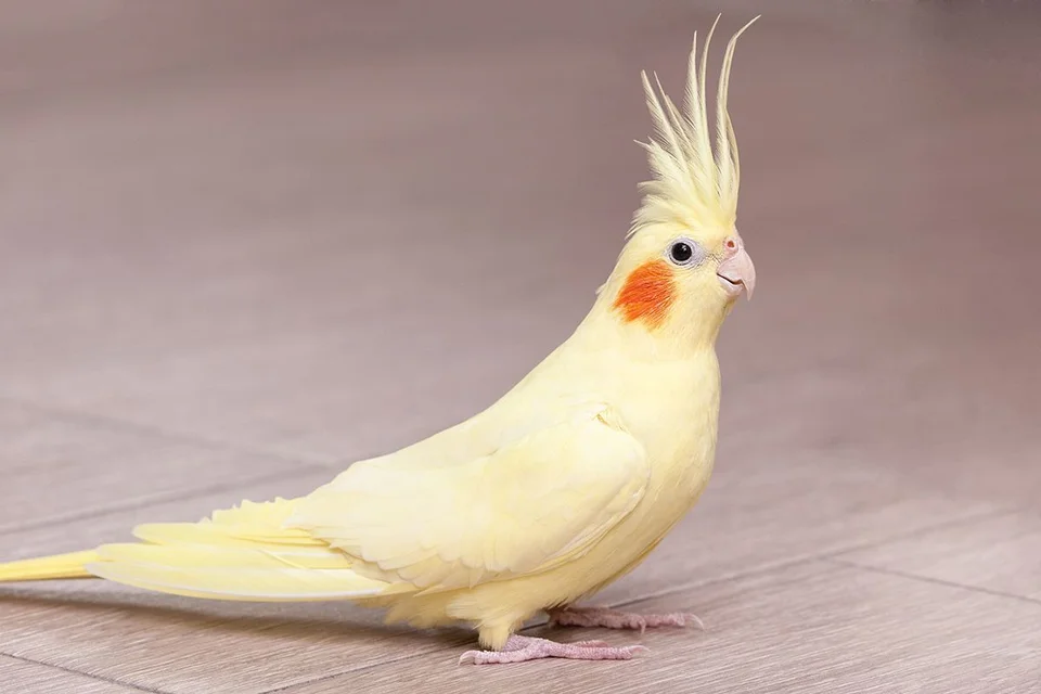 Photo of Cockatiel, a healthy Cockatiel available in Mohali