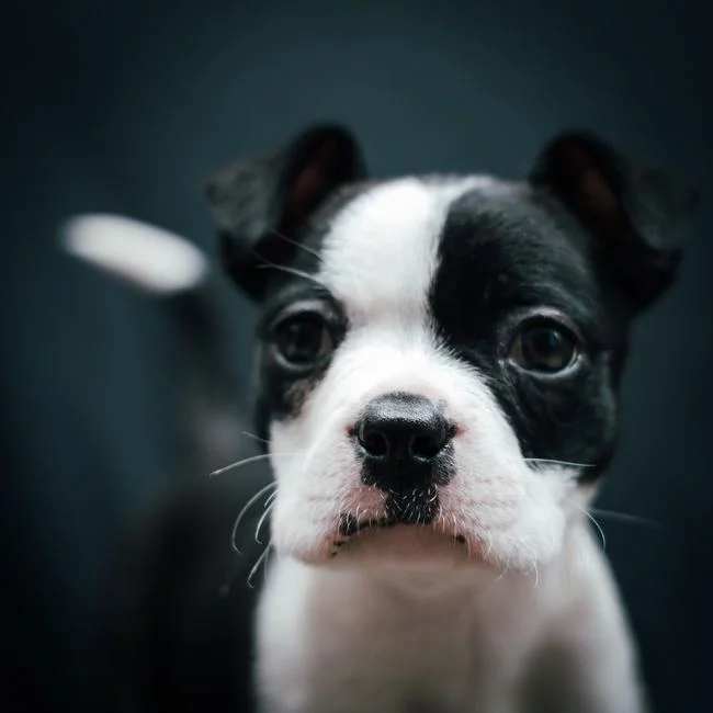 Photo of Boston Terrier Puppy, a healthy Boston Terrier Puppy available in Mohali