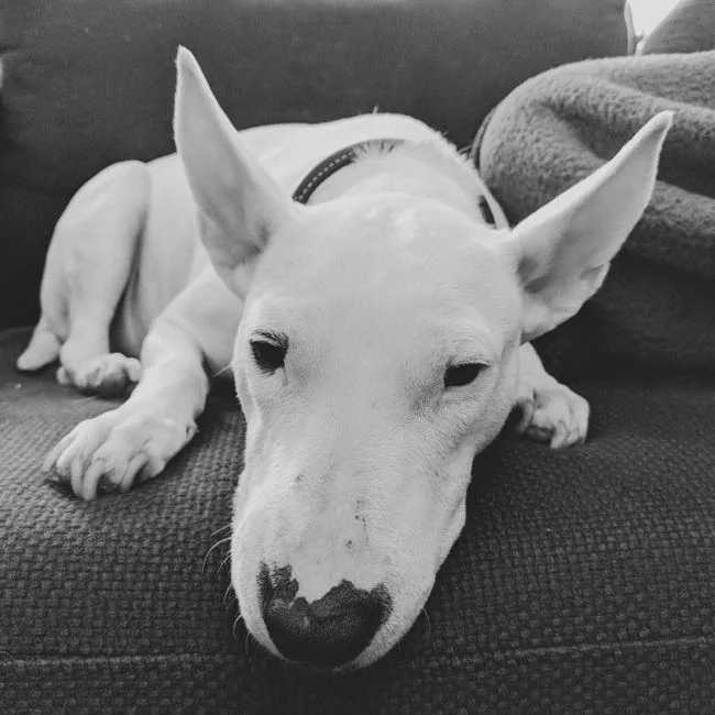 Photo of Bull Terrier Puppy, a healthy Bull Terrier Puppy available in Mohali