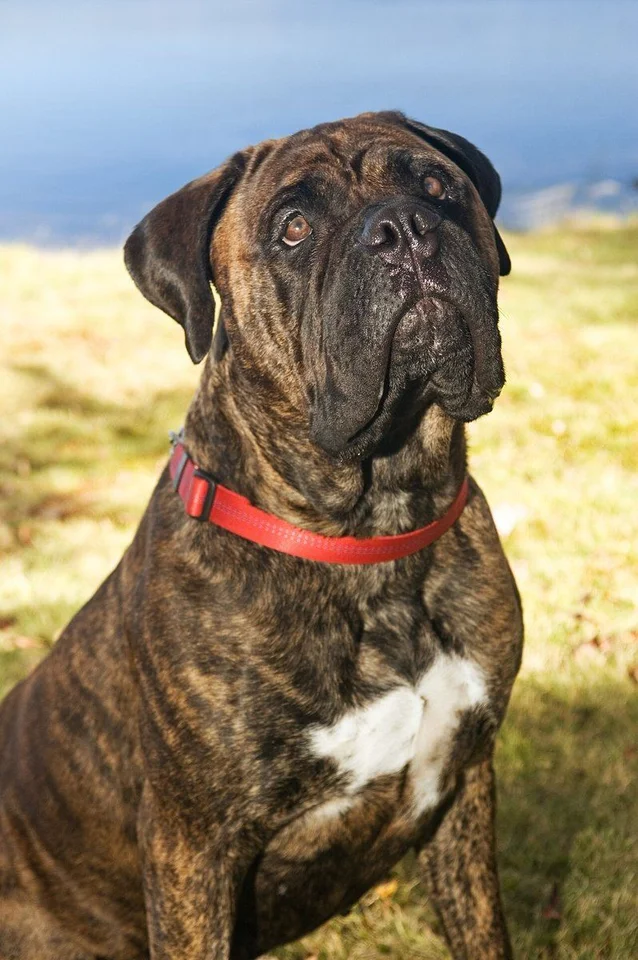 Photo of Bullmastiff Puppy, a healthy Bullmastiff available in Mohali